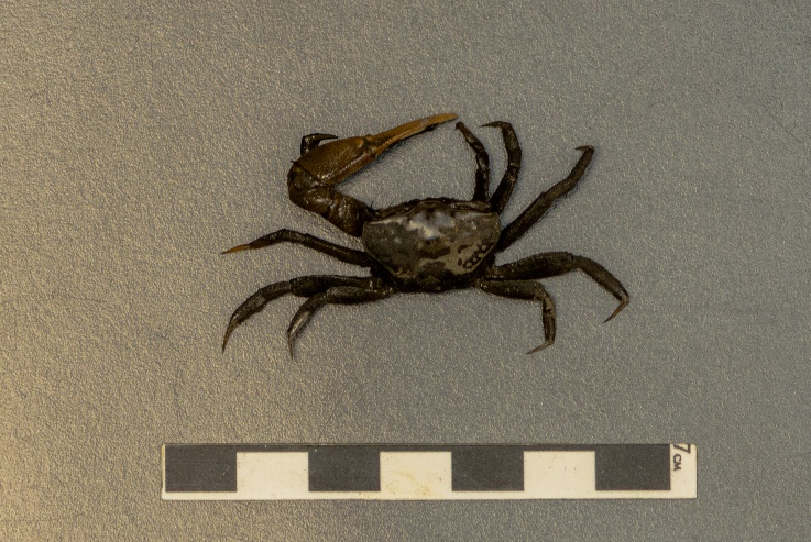 Projeto Biodiversidade Minuca vocator